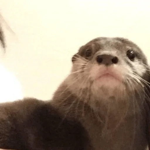 otter, the otter is small, sea otter, otter is an animal, royal otter