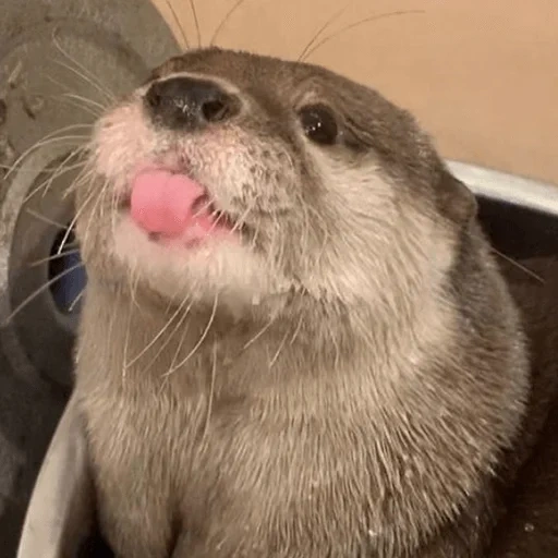 berang-berang, selfie otter, cubs menawar, berang-berang laut, berang berang adalah binatang