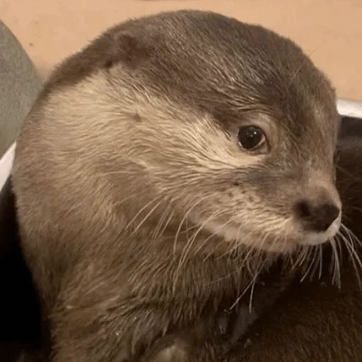 otter, river otter, the otter is large, the animals are cute, photos are otter