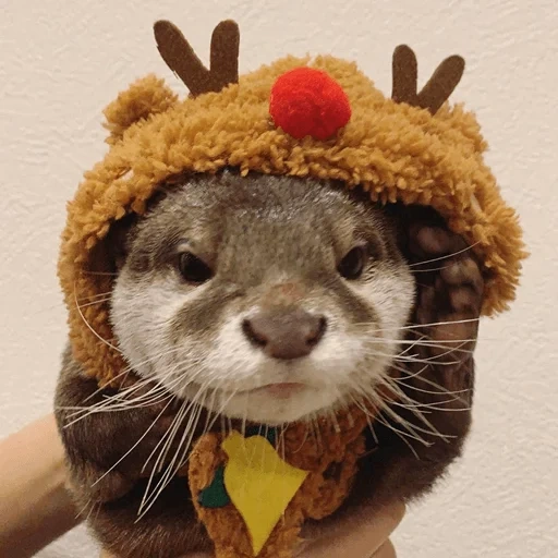 engraçado, boné de lontra, animal fofo, animal fofo, bonito chapéu de lontra