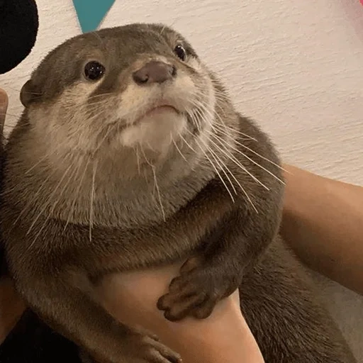 otter, expitable, the tear is beautiful, otter is an animal, the animals are cute