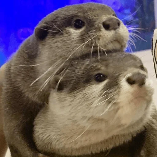 otter, otter cub, otter ist ein tier, die tiere sind süß, kleiner otter