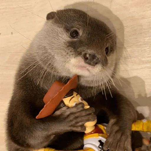 otter cub, the animals are cute, the animal is otter, little otter, the animals are funny