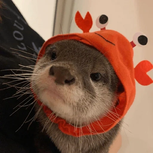 cat, animals, raid the cap, the animals are cute, the animal is otter