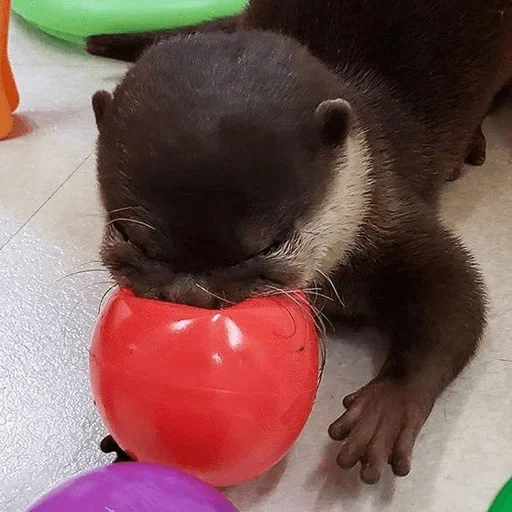 otter, otter, toy otter, home otter, the animals are cute