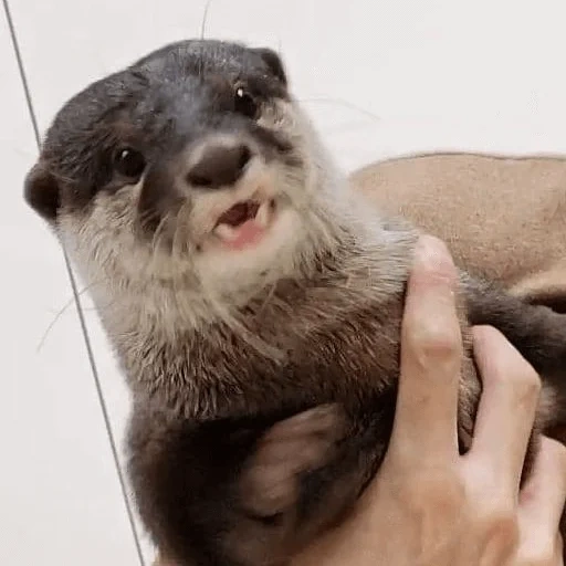 otter, cubs are bargaining, home otter, otter is an animal, home otter