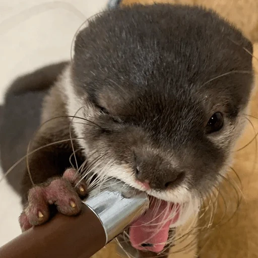 cat, otter, toy otter, cubs are bargaining, the animal is otter
