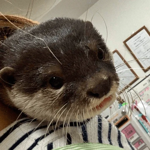 otter, animals, cute animals, funny animals, homemade is dear