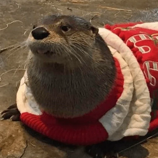 otter, kotaro otter, cute animals, otter is an animal, new year's eve