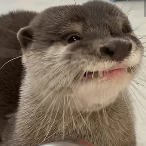 otter, animals, rigs of sounds, river tear, the animal is otter
