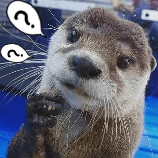 otter, süßer otter, seeotter, otter ist ein tier, die tiere sind süß