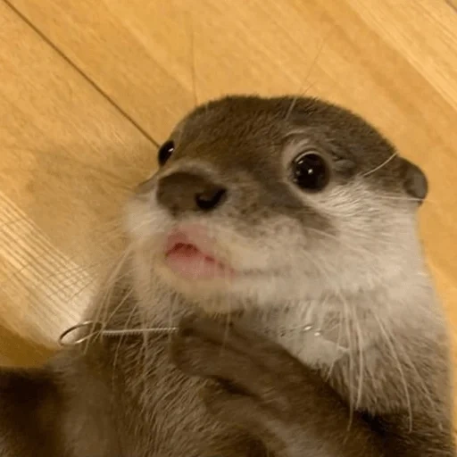 otter, the tear is beautiful, otter is an animal, the animals are funny, the animals are funny