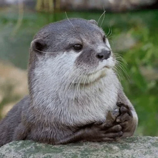 otter, river otter, cubs are bargaining, otter is an animal, the otter is small