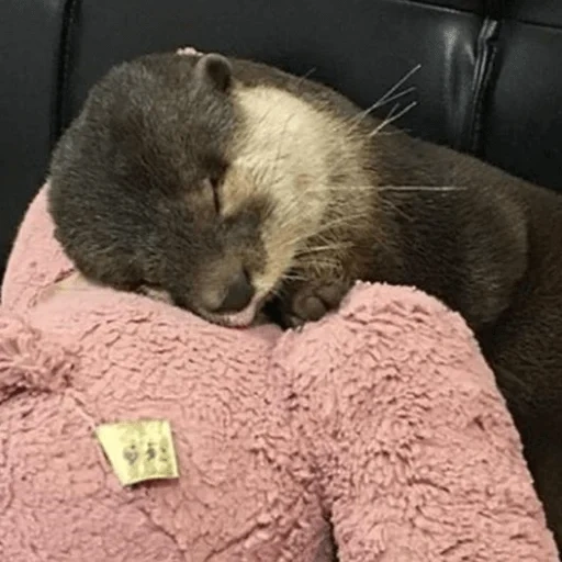 otter, the otter is sleeping, homemade otter, home otter, little otter