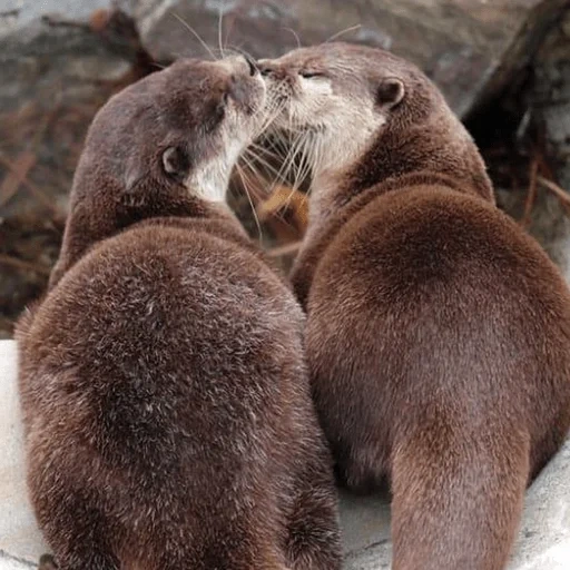 otter, deux loutres, vison de loutre, petits loutres, les loutres s'embrassent