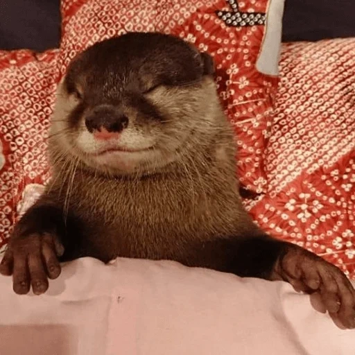 otter, the otter is cute, good morning, equity is good, otter is an animal