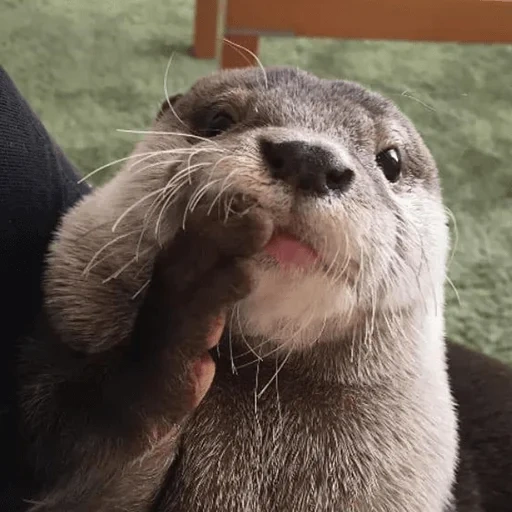 otter, selfie otter, cubs verhandeln, die träne ist wunderschön, otter ist ein tier