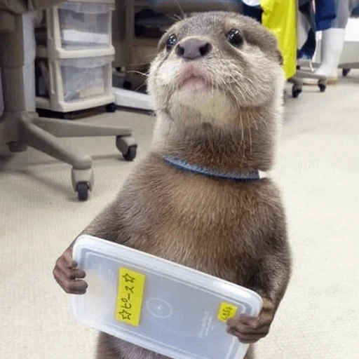 otter, the otter is cute, otter is an animal, the animals are cute, little otter