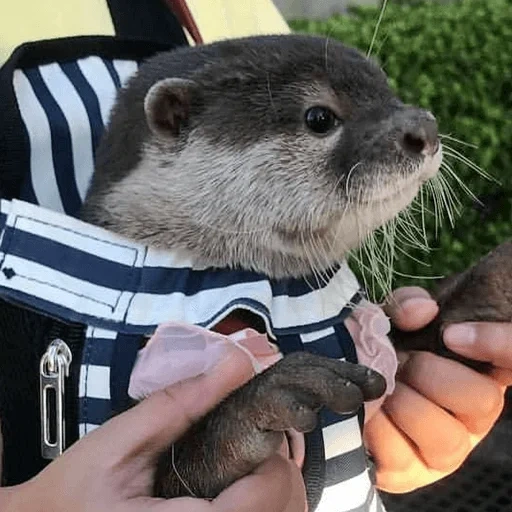 otter, otter cub, homemade otter, otter is an animal, the otter is small