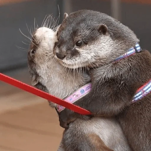 otter, the otter is cute, otter cub, the animal is otter, otter plush otter