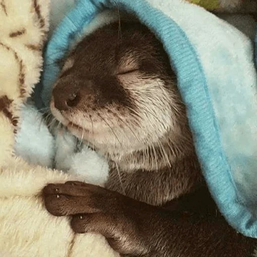 two otters, the otter is cute, otter cub, animals are sleeping, the animal is otter