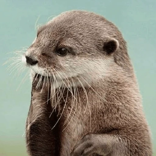 otter, the otter is cute, river otter, cubs are bargaining, the animal is otter