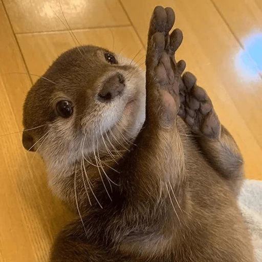 otter, cubs are bargaining, the tear is beautiful, otter is an animal, otter is otter