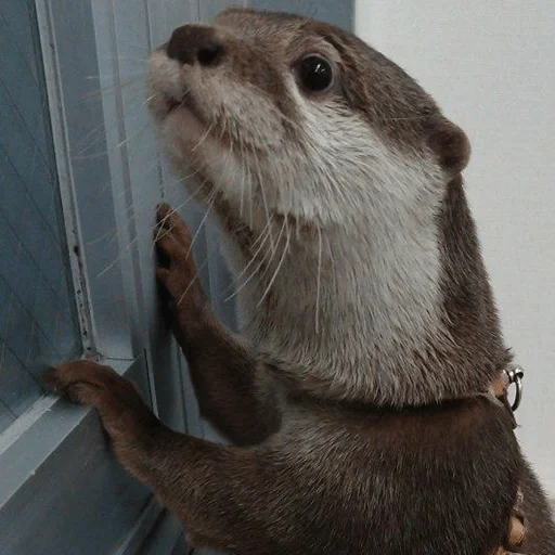 otter, the tear is beautiful, otter is an animal, the animals are cute, the otter is small