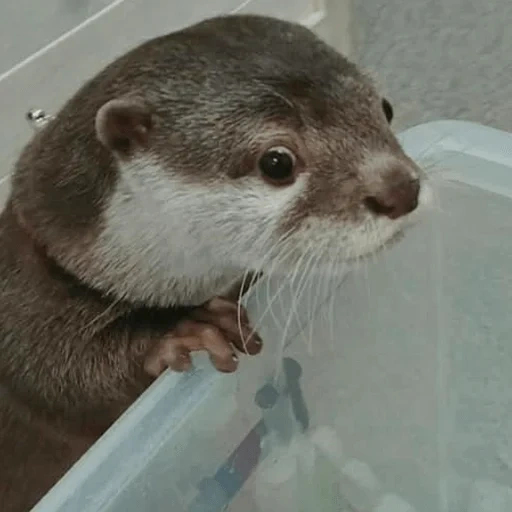 otter, two otters, cubs are bargaining, otter is an animal, little otter