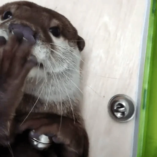 otter, otter cub, the tear is beautiful, the animals are cute, the animal is otter