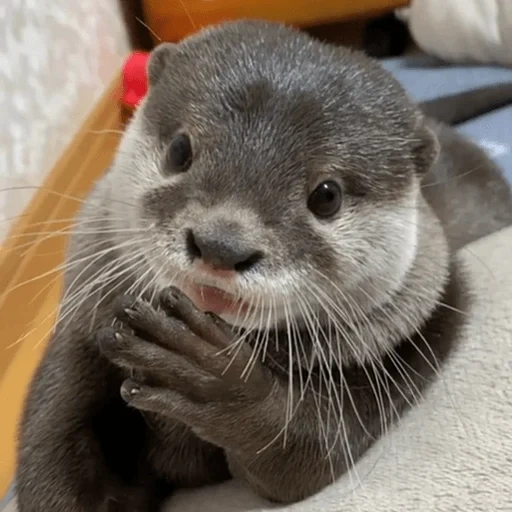 otter, the otter is kotaro, cubs are bargaining, the tear is beautiful, ireless otter