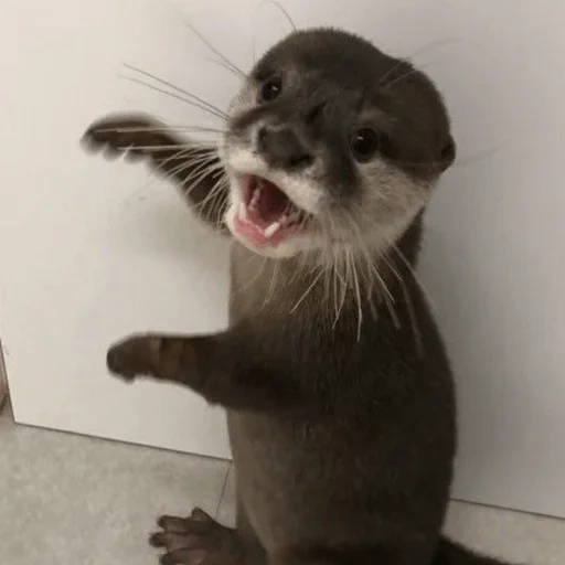 otter, otter cub, home otter, otter is an animal, the otter is small