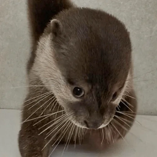 otter, home otter, the animals are cute, otter with a cub, little otter