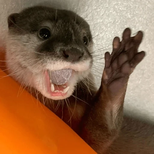 otter, paws are otter, cubs are bargaining, funny otter, the animal is otter