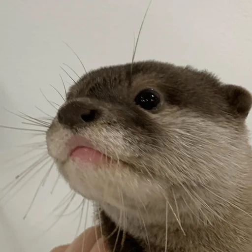 otter, otter, the tear is beautiful, the animals are cute, the animal is otter