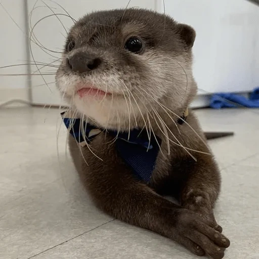 otter, the otter is small, homemade otter, otter is an animal, a white background