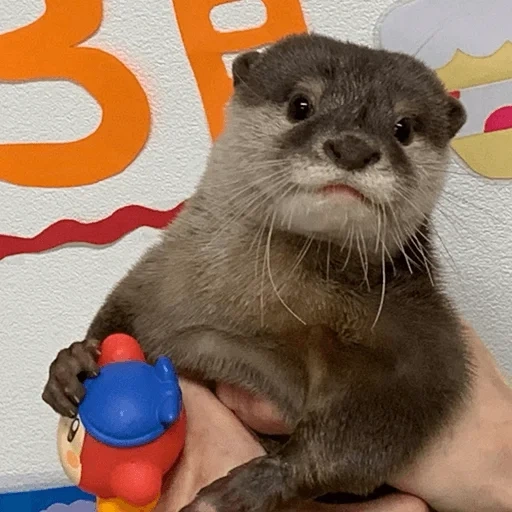 otter, cubs are bargaining, sea otter, otter is otter, ireless otter