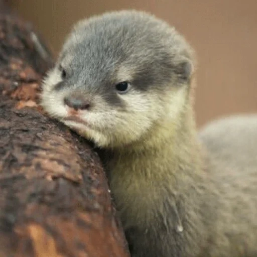 otter, otter, cubs are bargaining, otter with a child, ireless otter