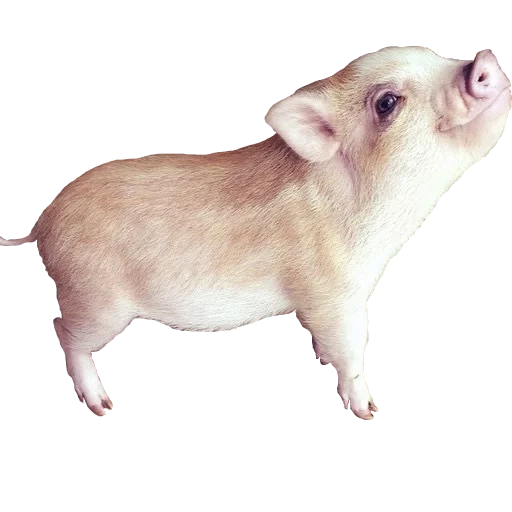 мини пиг, мини пиг на белом фоне, свинья на белом фоне, минипиг на белом фоне, свинья