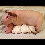 minipigss