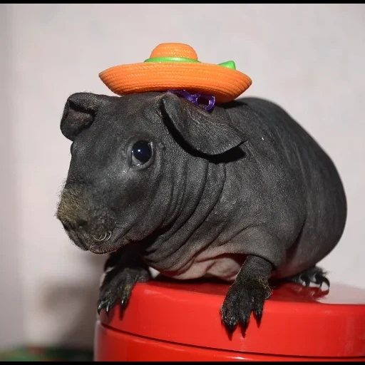 hippo, mini hippopotamus, guinea pig slimming, bald slimming guinea pig, guinea pig slimming hippopotamus