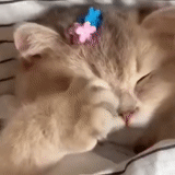 кошка, котики, милые котики, сонный котик, животные милые