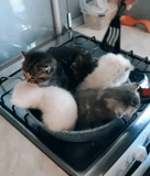 cat, cats, animals, kitty kitty, nursing cat