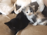 seal, cat, kitten, kitten, a charming kitten