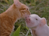 piglet, cat and piglet, animals are cute, funny animals, animal cubs