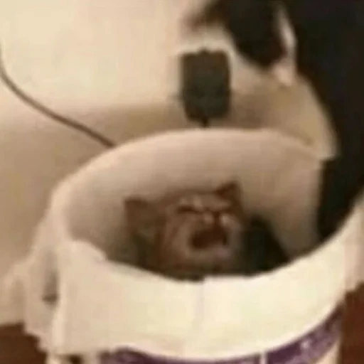 кот в мусорном ведре, кот, забавные животные, кошка, котики