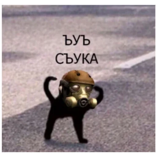 кот ъуъ, ъуъ съука, у сюка кот, ъуъ съука мес, ъуъ съука оригинал