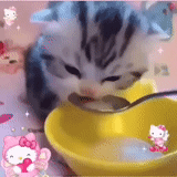 cats, odaries à fourrure, le chat est mignon, charmant phoque, le chaton boit du lait avec une cuillère