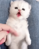 cat, cat, animals, kitty white, a charming kitten