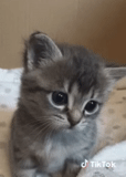 kitten, kitty kitty, kitten, a charming kitten, little gray cat drooping ears